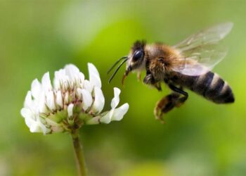 Раѓањето на една пчела