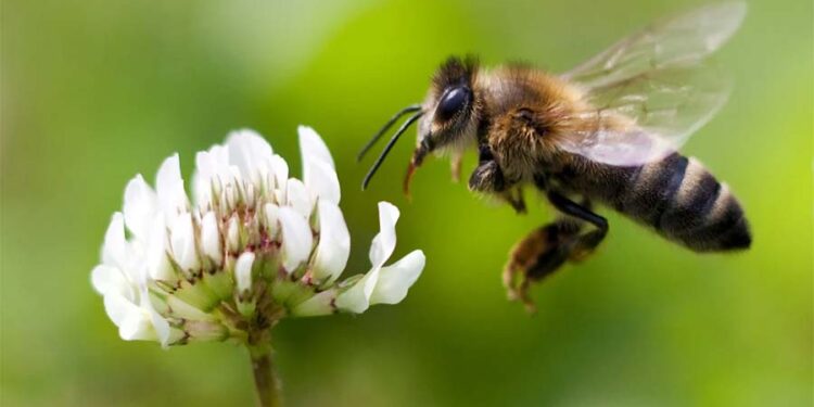Раѓањето на една пчела
