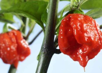 Најлутото пиперче на светот