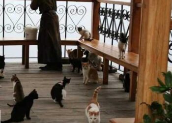 Мачките од Света Гора