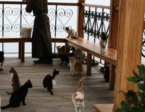 Мачките од Света Гора