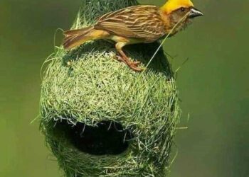 Титули: Проф. Др. Мр. Мајстор архитект