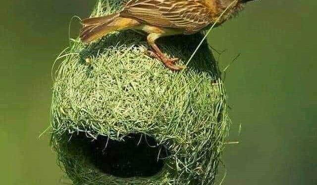 Титули: Проф. Др. Мр. Мајстор архитект