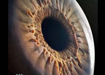 Човечкото око – одблиску