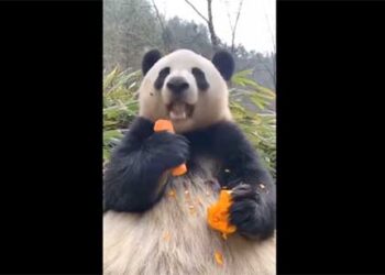 ЊАМ ЊАМ на kepenci.mk