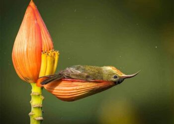 Утринско капење