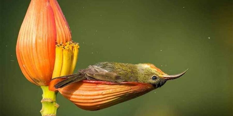 Утринско капење