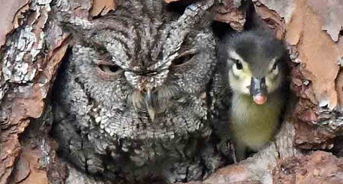 Мамо, мамо зошто имаш толку големи очи ?