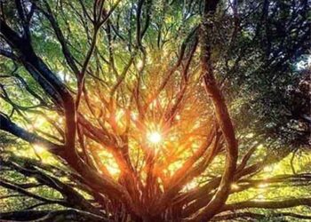 150 годишен дедо фикус