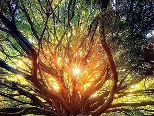 150 годишен дедо фикус