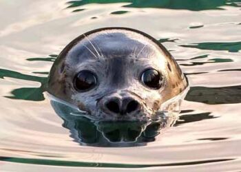 Фоки го истражуваат Антарктикот