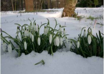 Кокиченце девојченце, бело, бело убаво
