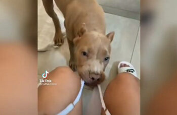 Кога ќе ти речат: Куче едно, низедно!