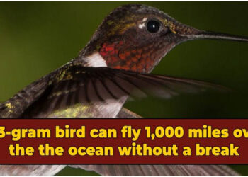 Мало мало ама леталче