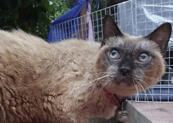 160 годишната Баба Вада