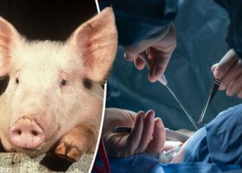 Свињите – идни донатори на човечки органи?