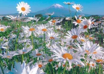 Поле со маргарити