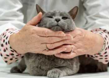 Руските мачки под санкции