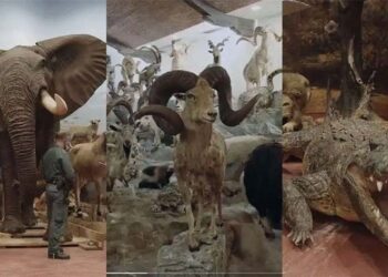 Шпанија пресече шверц со луксузна стока од ретки животни