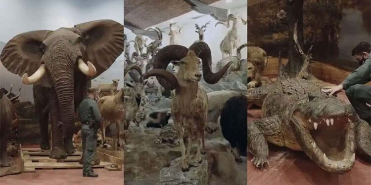 Шпанија пресече шверц со луксузна стока од ретки животни