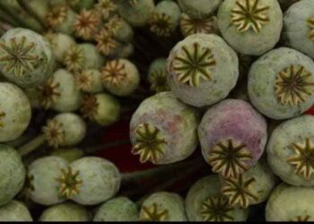 Поезија – На македонските пазари