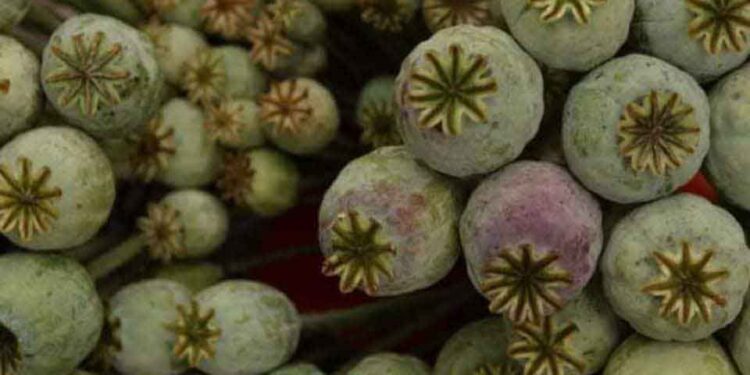 Поезија – На македонските пазари