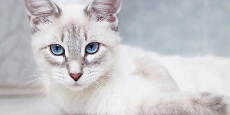 Девет животи и сто табиети