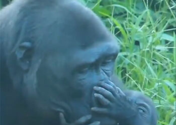 Мајка си е мајка