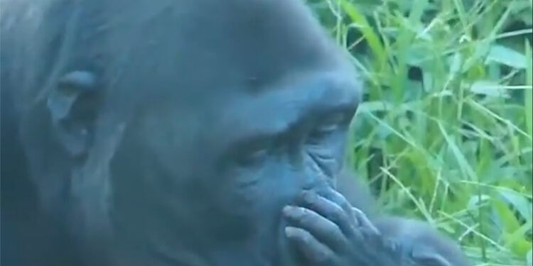 Мајка си е мајка