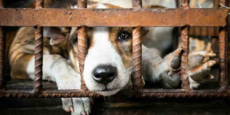 Кучешкото месо лекува Ковид?