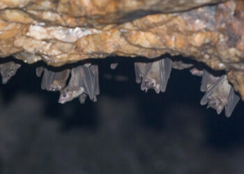 Враќање на најсмртоносниот вирус во Африка