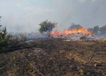 Ноќта ќе го одложи гаснењето на пожарот на дабова шума во Беровско?