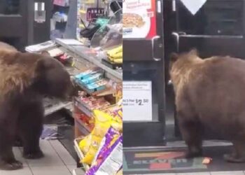 Делка чоколатца и после – дебела билa