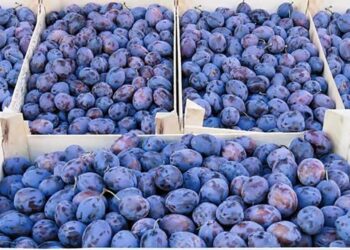 Македонски сливи со пестициди вратени од Хрватскa