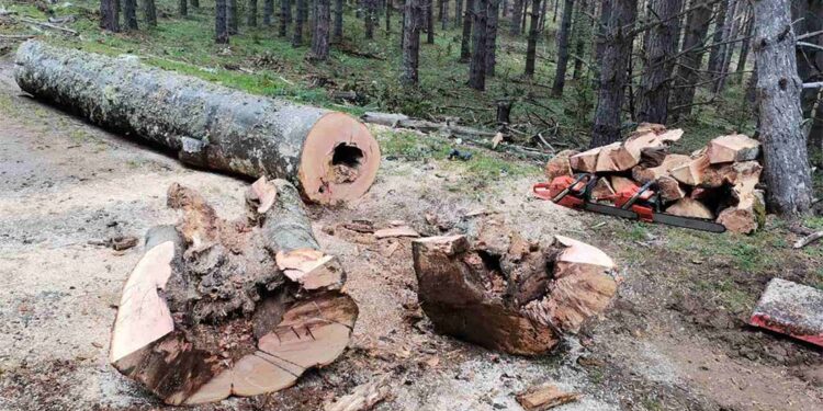 Запленети над 200 метри кубни бесправно исечени дрва