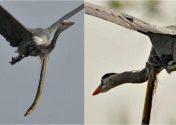 Јагула – борба за живот по секоја цена