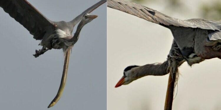 Јагула – борба за живот по секоја цена