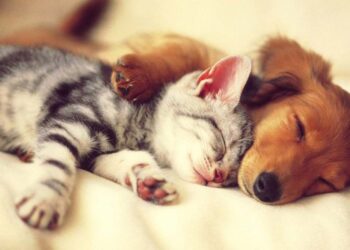 Љубовта победува сѐ