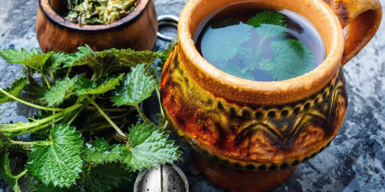 КОПРИВА: ПРИРОДЕН ПРОЧИСТУВАЧ НА ОРГАНИЗМОТ